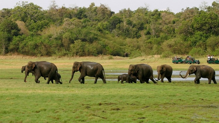 Wild safari Sri Lanka